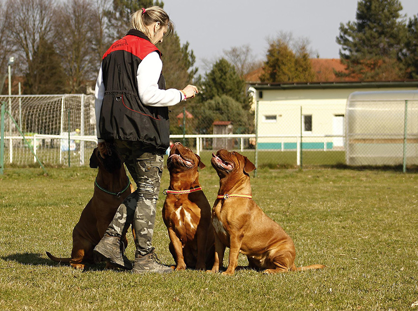 Curso adiestramiento canino