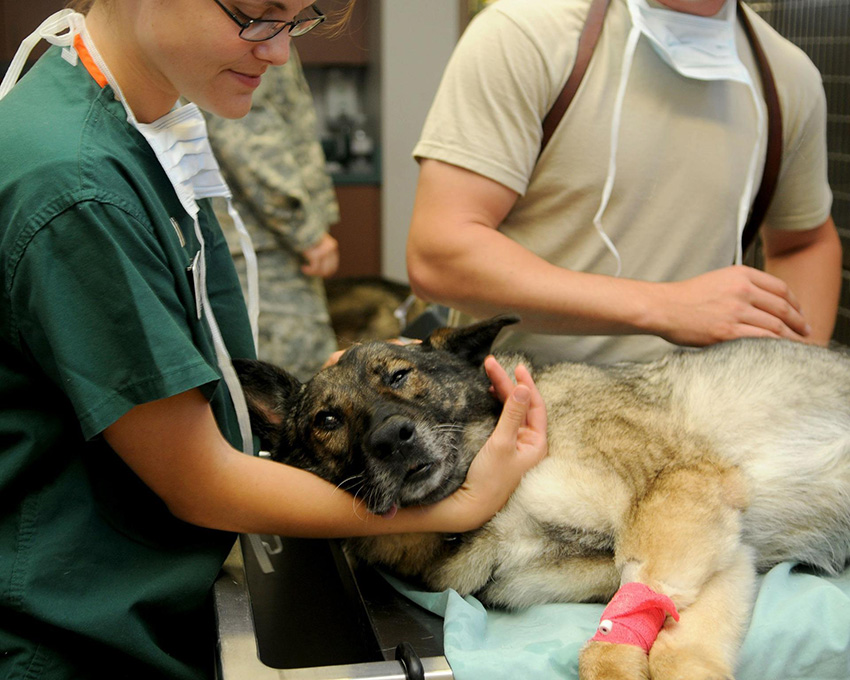 Auxiliar veterinaria y Ley de protección animal