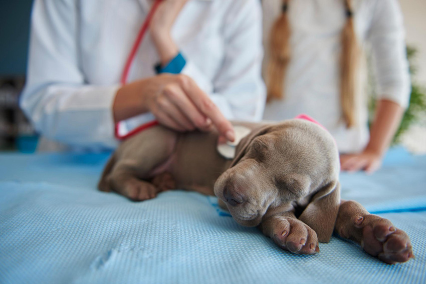 CURSO AUXILIAR DE VETERINARIA