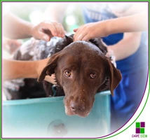 Higiene, cuidados y peluquería Canina y Felina
