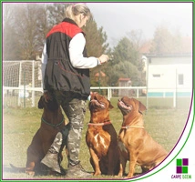 Curso Fisioterapia y masaje para el perro