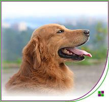 Curso adiestramiento canino gratis