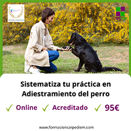 Curso Adiestramiento del perro