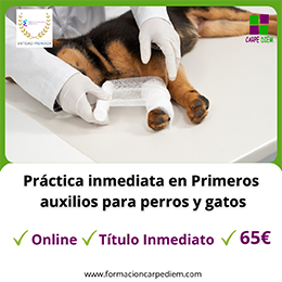 Curso Primeros auxilios para perros y gatos