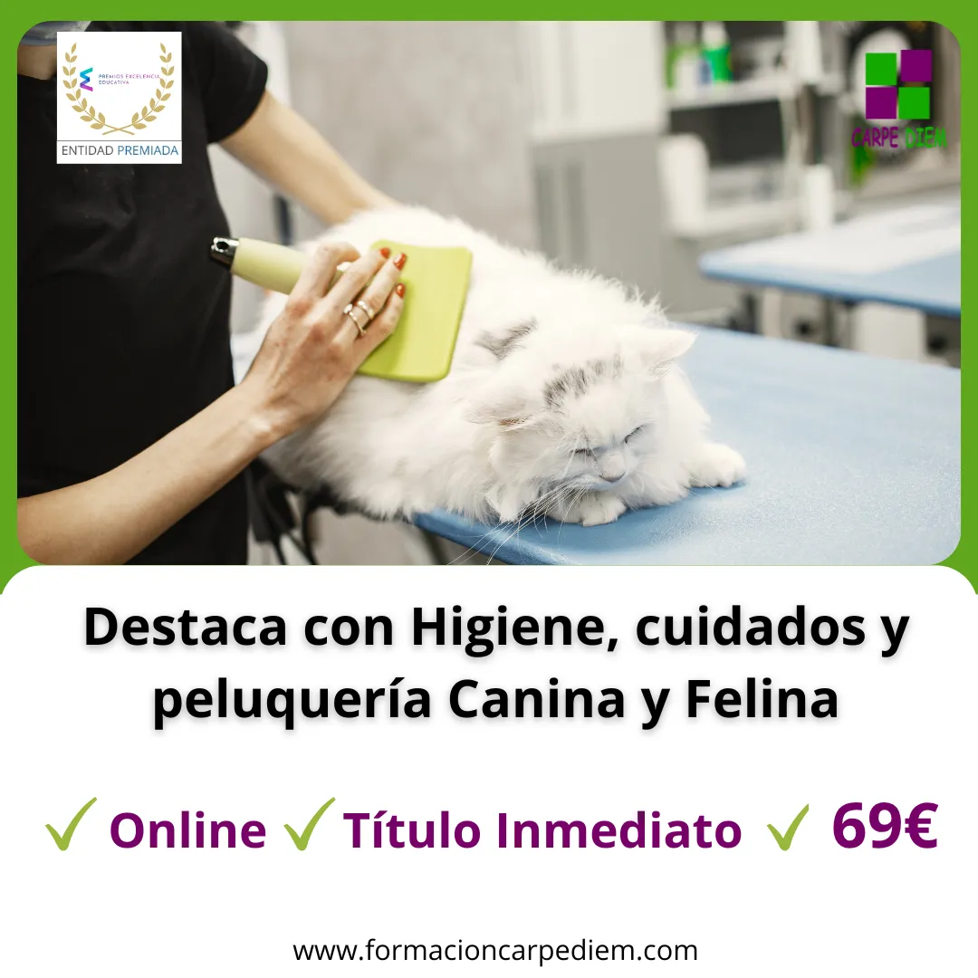 Curso Higiene, cuidados y peluquería Canina y Felina